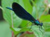 Beautiful demoiselle